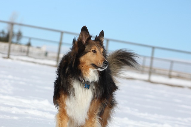 Pet deposit requirements in Albany apartments