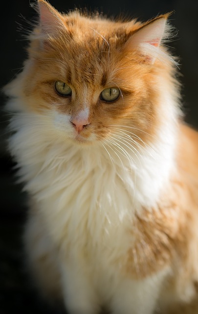 Pet deposit requirements in Albany apartments