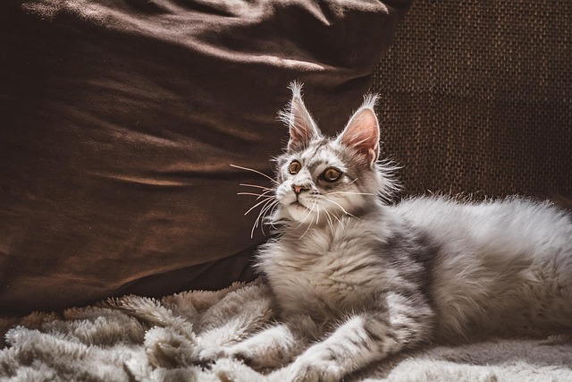 Pet-friendly apartments Albany