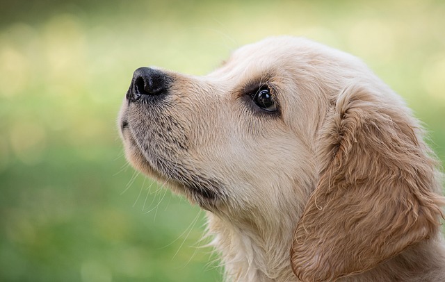 Pet friendly apartments in Albany