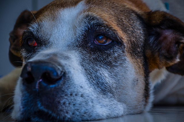 pet-friendly-apartments-in-albany-640x480-50386139.jpeg