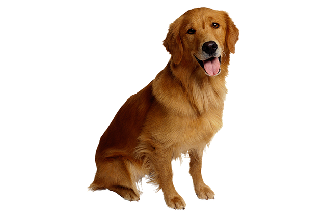 Pet friendly apartments in Albany