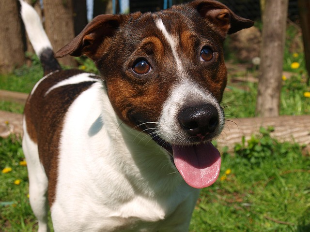 Pet friendly apartments in Albany