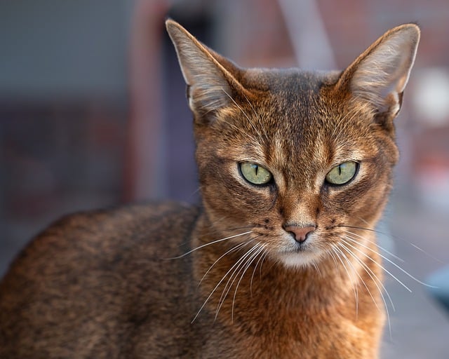 Pet friendly apartments in Albany