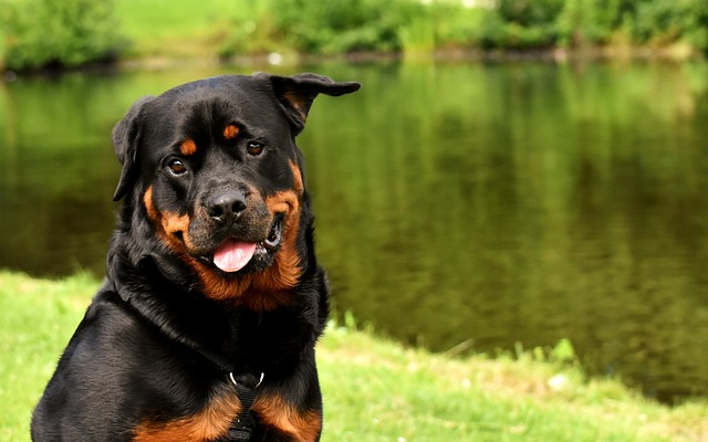 Pet friendly apartments in Albany