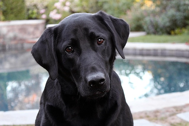 Pet friendly apartments in Albany