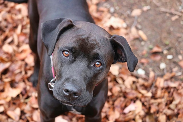 Pet friendly apartments in Albany