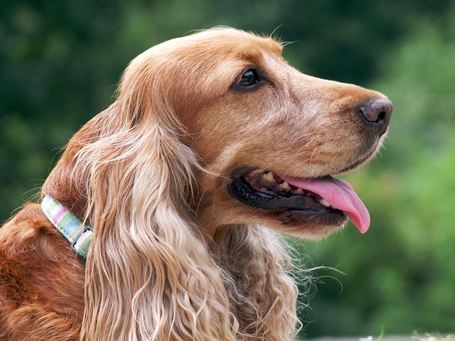 Pet friendly apartments in Albany