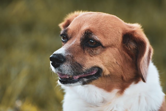 Pet friendly apartments in Albany