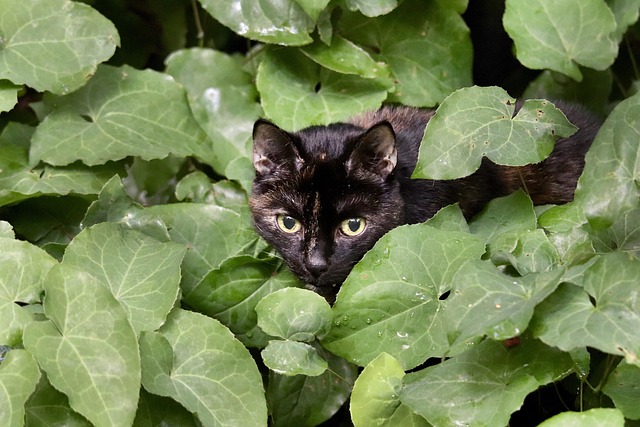 Pet-friendly apartments in Albany, NY