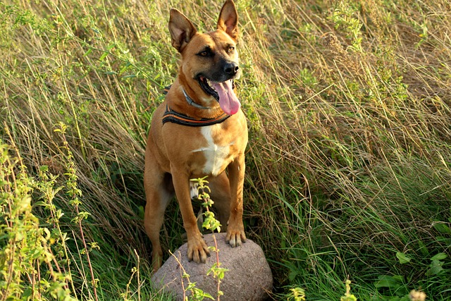 Pet-friendly apartments in Albany, NY