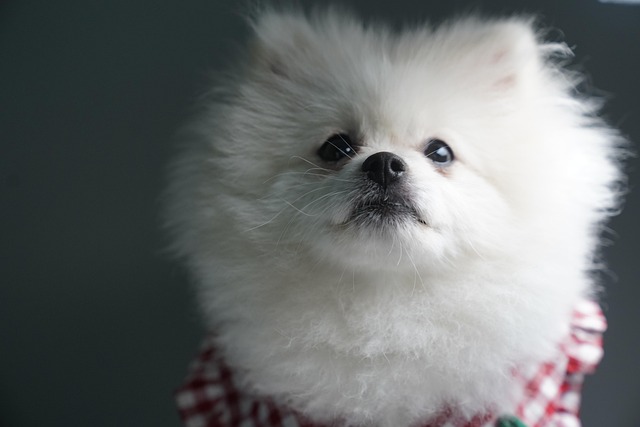 Pet-friendly apartments near UAlbany