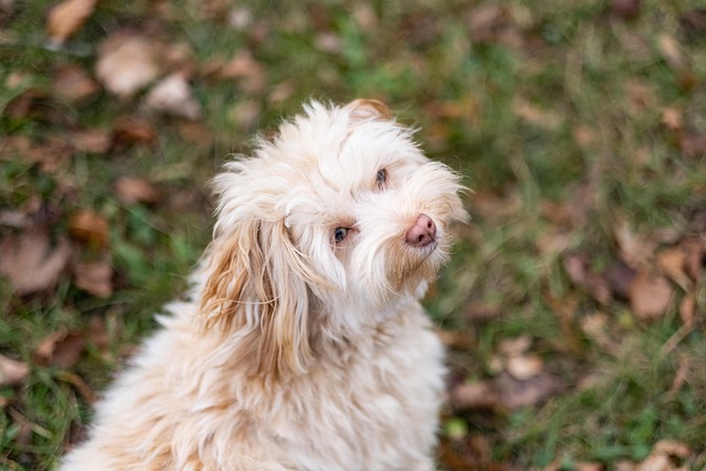Pet-friendly apartments near UAlbany
