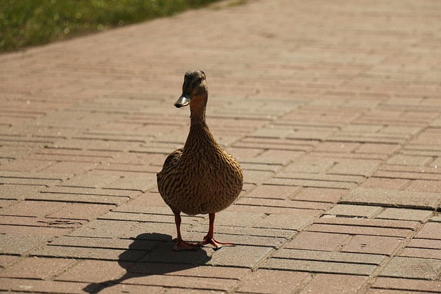 Pet-friendly apartments near UAlbany
