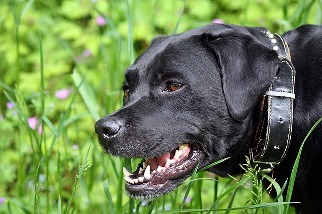 Pet-friendly apartments near UAlbany