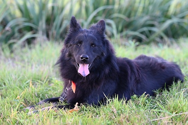 Pet friendly neighborhoods in Albany