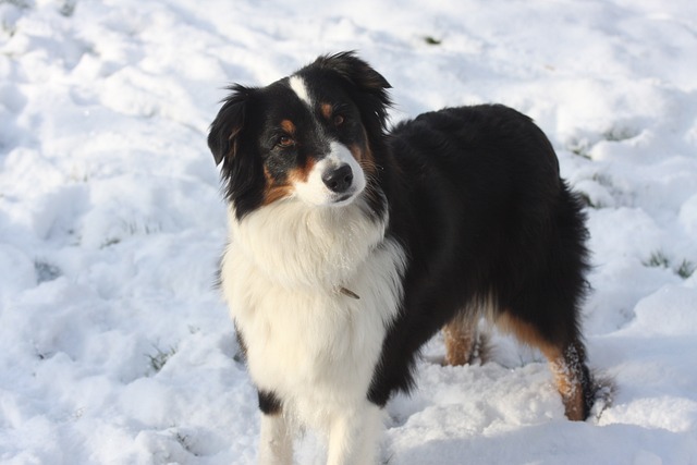 Pet friendly neighborhoods in Albany