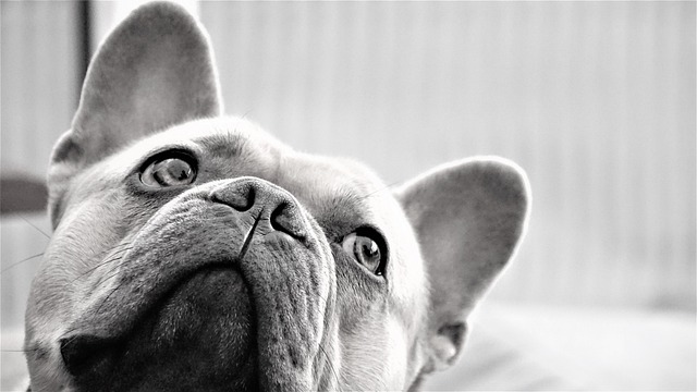 Pet friendly neighborhoods in Albany