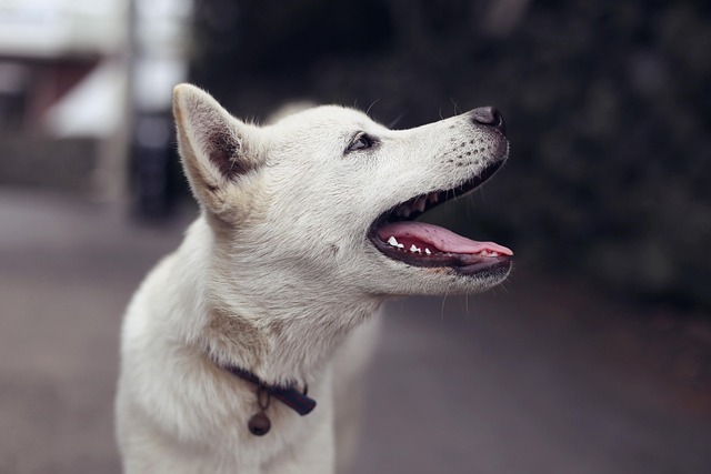 Pet friendly neighborhoods in Albany