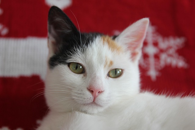 Pet friendly neighborhoods in Albany