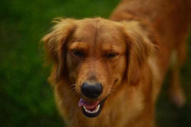 pet-friendly-neighborhoods-in-albany-640x480-45913008.jpeg