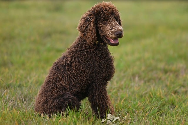 Pet friendly neighborhoods in Albany
