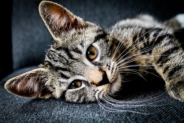Pet friendly neighborhoods in Albany