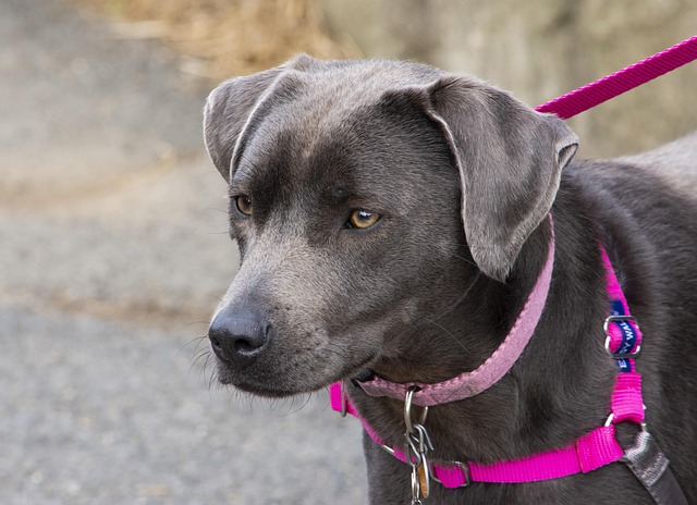 pet-friendly-neighborhoods-in-albany-640x480-58598958.jpeg
