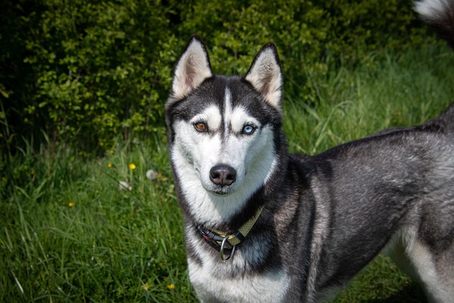 Pet friendly neighborhoods in Albany