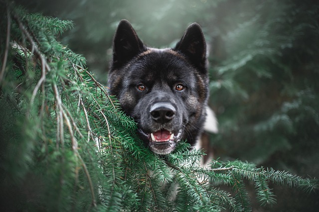 Pet friendly neighborhoods in Albany