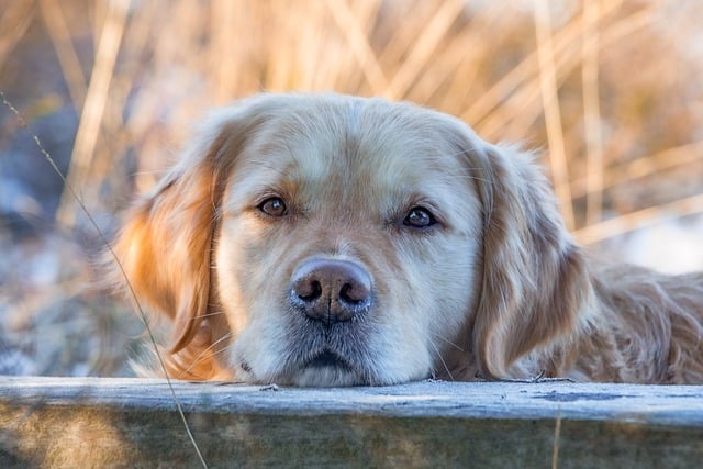 Pet friendly neighborhoods in Albany
