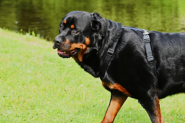 Pet friendly neighborhoods in Albany