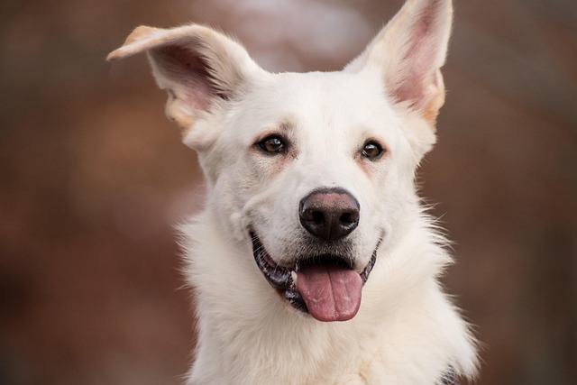 Pet friendly neighborhoods in Albany