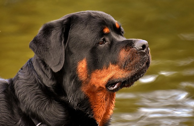 Pet friendly neighborhoods in Albany