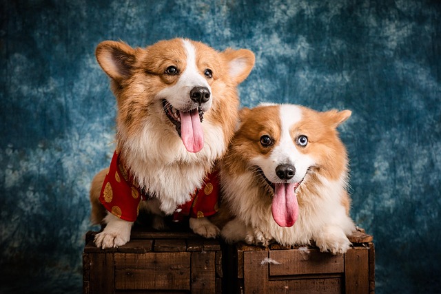 Pet-friendly studio apartments in Albany
