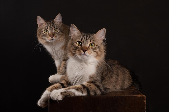 Pet-friendly studio apartments in Albany