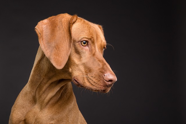 Pet-friendly studio apartments in Albany