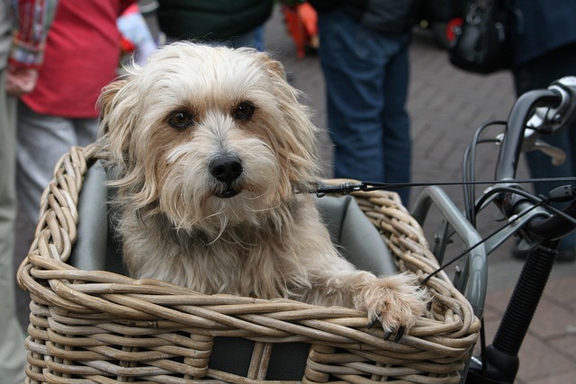 Pet policies in Albany apartments