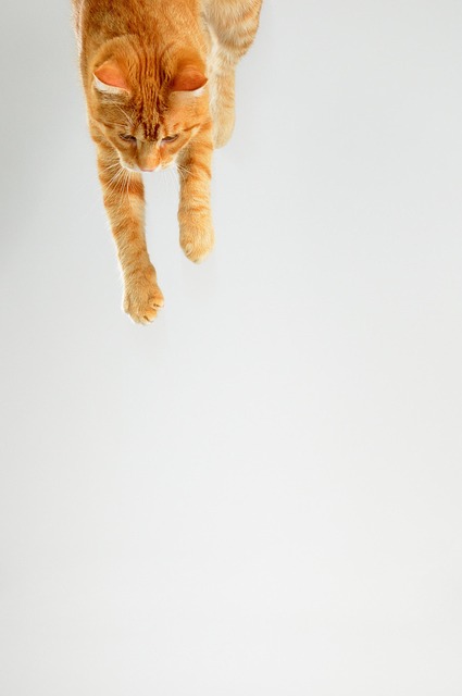 Pet policies in Albany apartments
