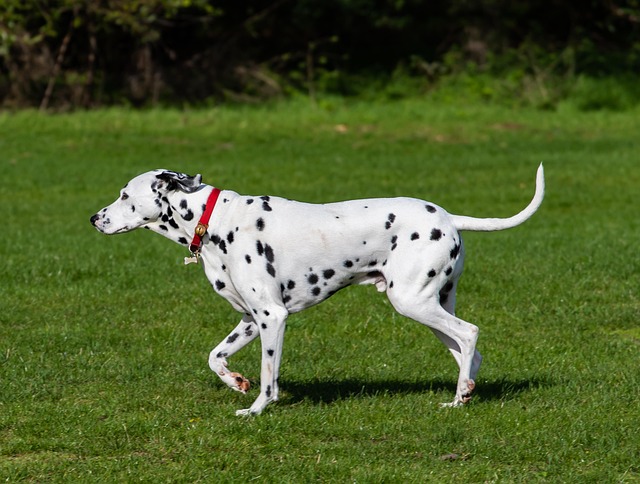 Pet policies in Albany apartments