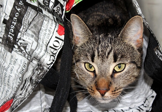 Pet policies in Albany apartments