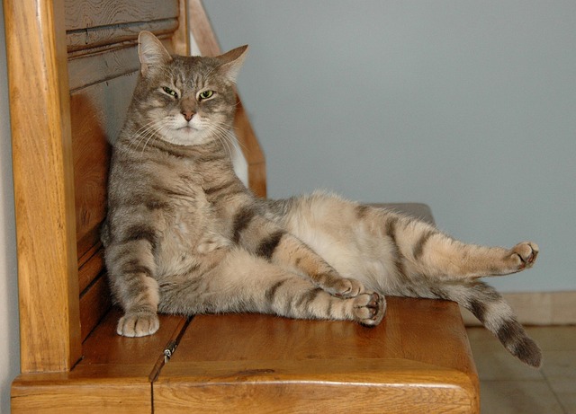 Pet sitting services near me in Albany, NY