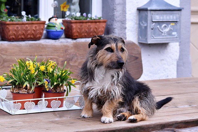pet-sitting-services-near-me-in-albany-n-640x480-14274492.jpeg