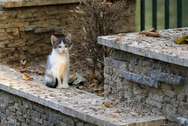 Pet sitting services near me in Albany, NY