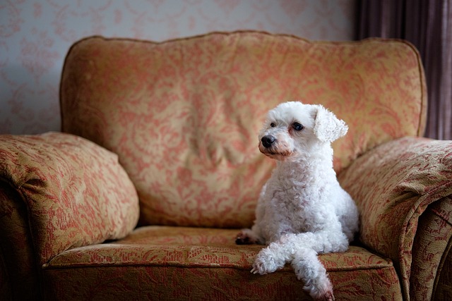 Pet sitting services near me in Albany, NY