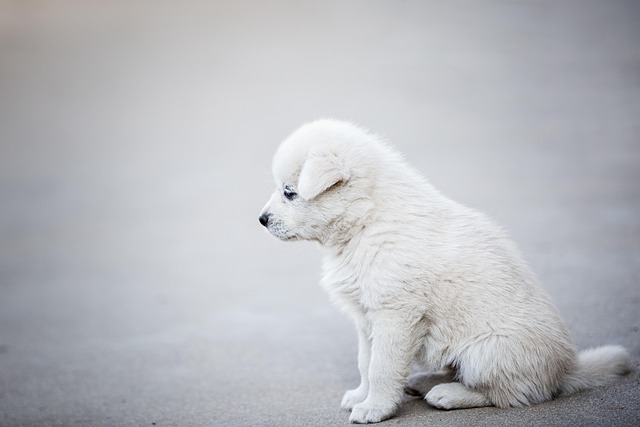 Pet sitting services near me in Albany, NY