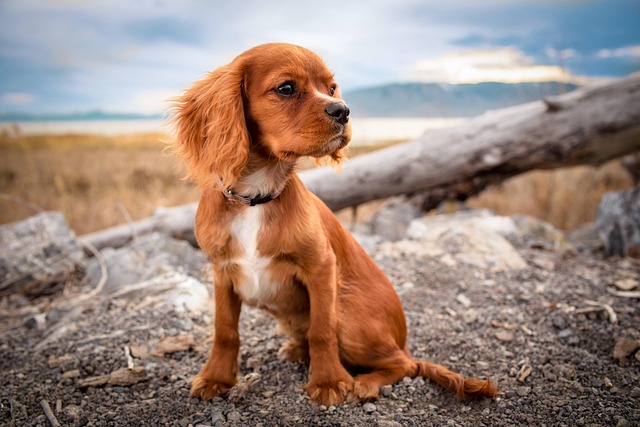 Pet sitting services near me in Albany, NY