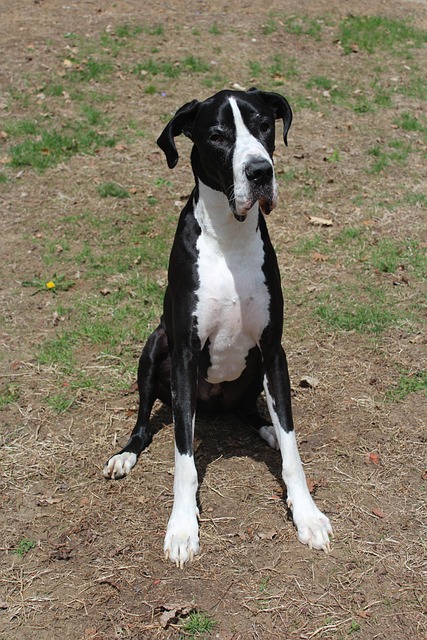 Pet sitting services near me in Albany, NY