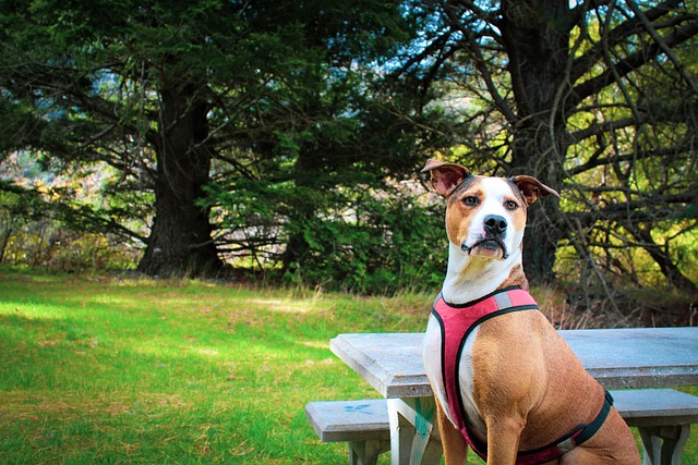 Pet sitting services near me in Albany, NY