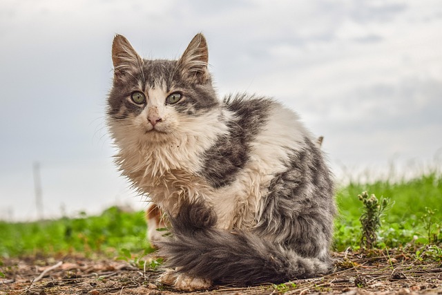 Pet sitting services near me in Albany, NY